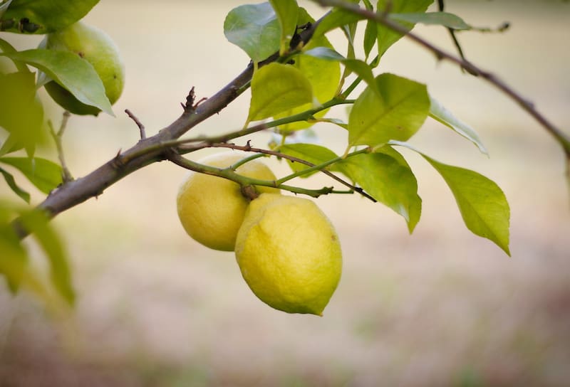 Los limones son conocidos por sus propiedades para la salud, pero adedmás, pueden atraer bienestar a tu vida, según el Feng Shui.