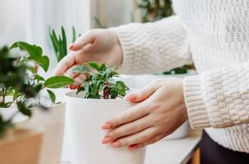 Revive tus plantas y consigue que florezcan con este sencillo truco