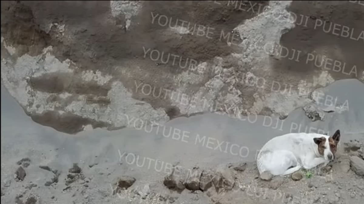 ¿Fue fantasma el nuevo perro del socavón? Desaparece sin explicación