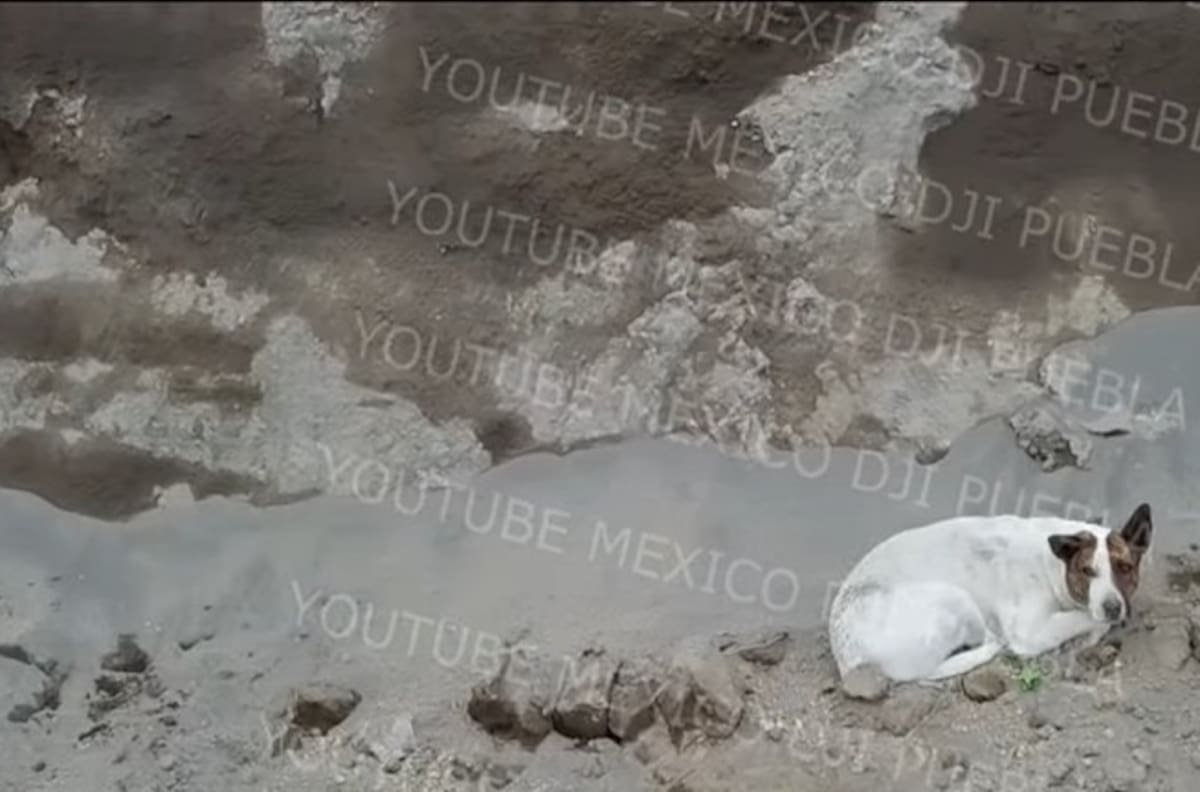 ¿Fue fantasma el nuevo perro del socavón? Desaparece sin explicación