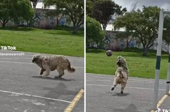 VIDEO| Perrito se pone de portero, lo hace increíble y se vuelve viral
