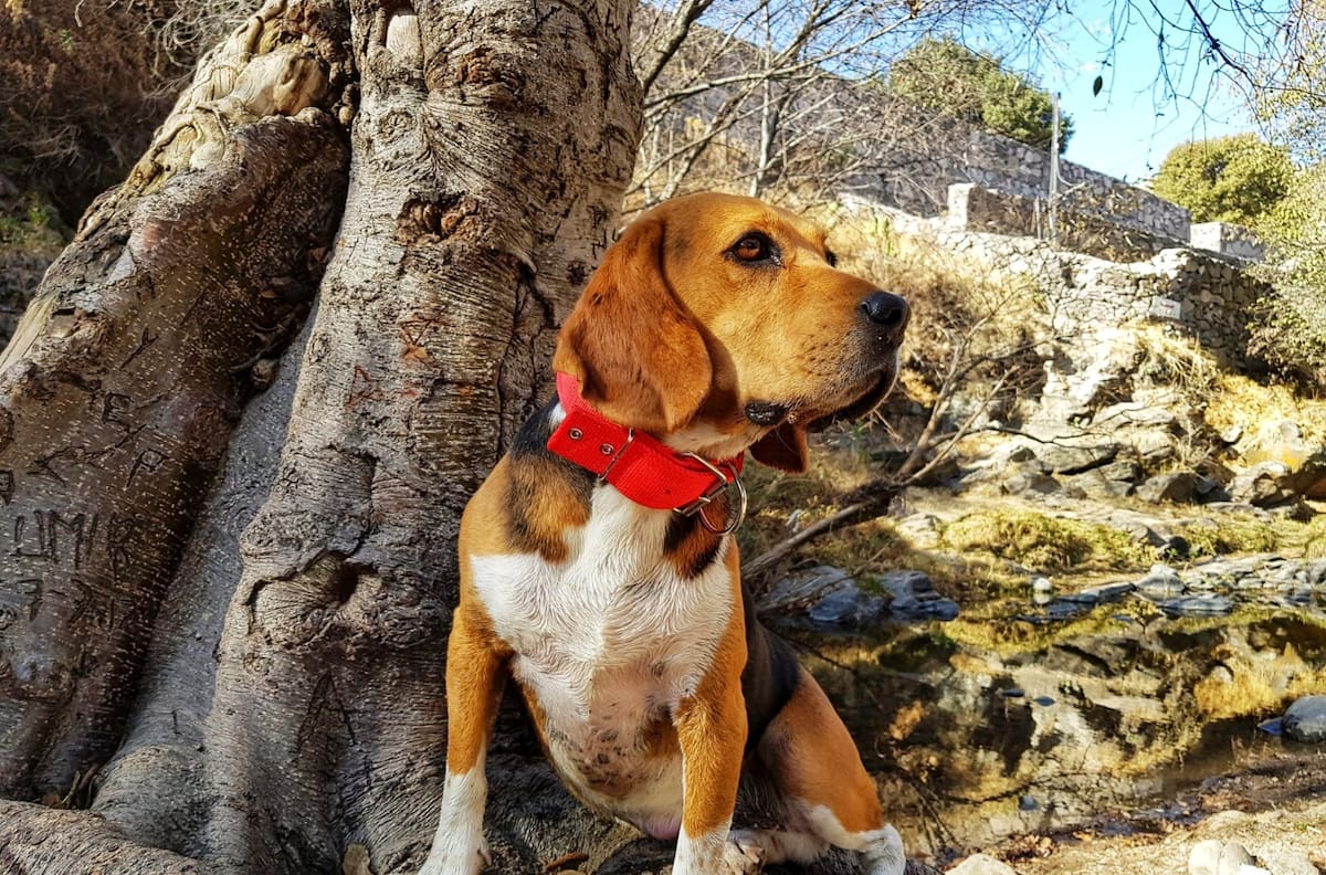 Día mundial del perro: esos caninos que nos dan amor