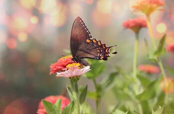 Explicación del Juego tendencia de las mariposas de TikTok