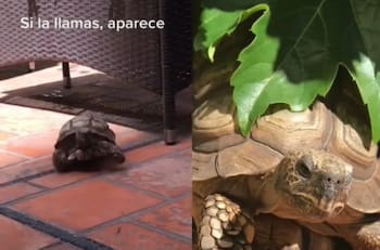 VIDEO | Tortuga se comporta como perrito y se hace viral