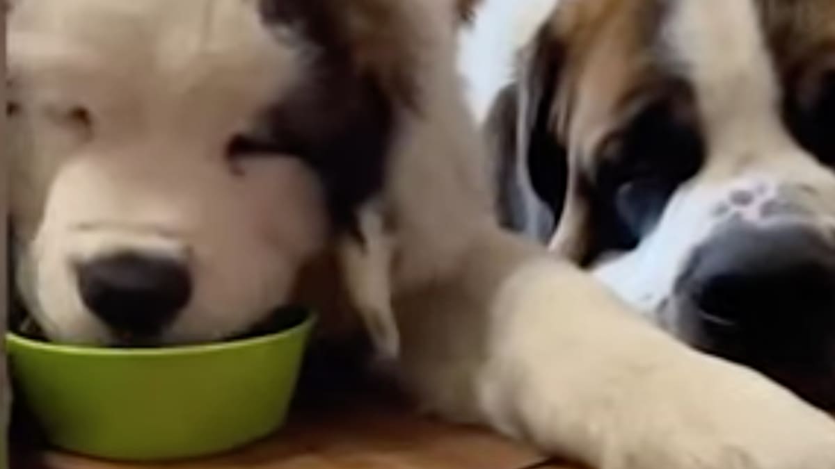 Video: Perros se pusieron celosos de su hermano pequeño mientras comía su comida