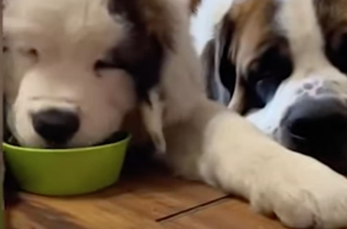 Video: Perros se pusieron celosos de su hermano pequeño mientras comía su comida