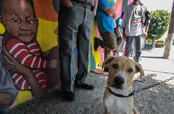 La Policía rescata a 18 perros de maltrato en la Ciudad De México