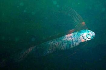 VIDEO| Encuentran pez remo en Sonora, es asociado con catástrofes ¡Qué miedo!