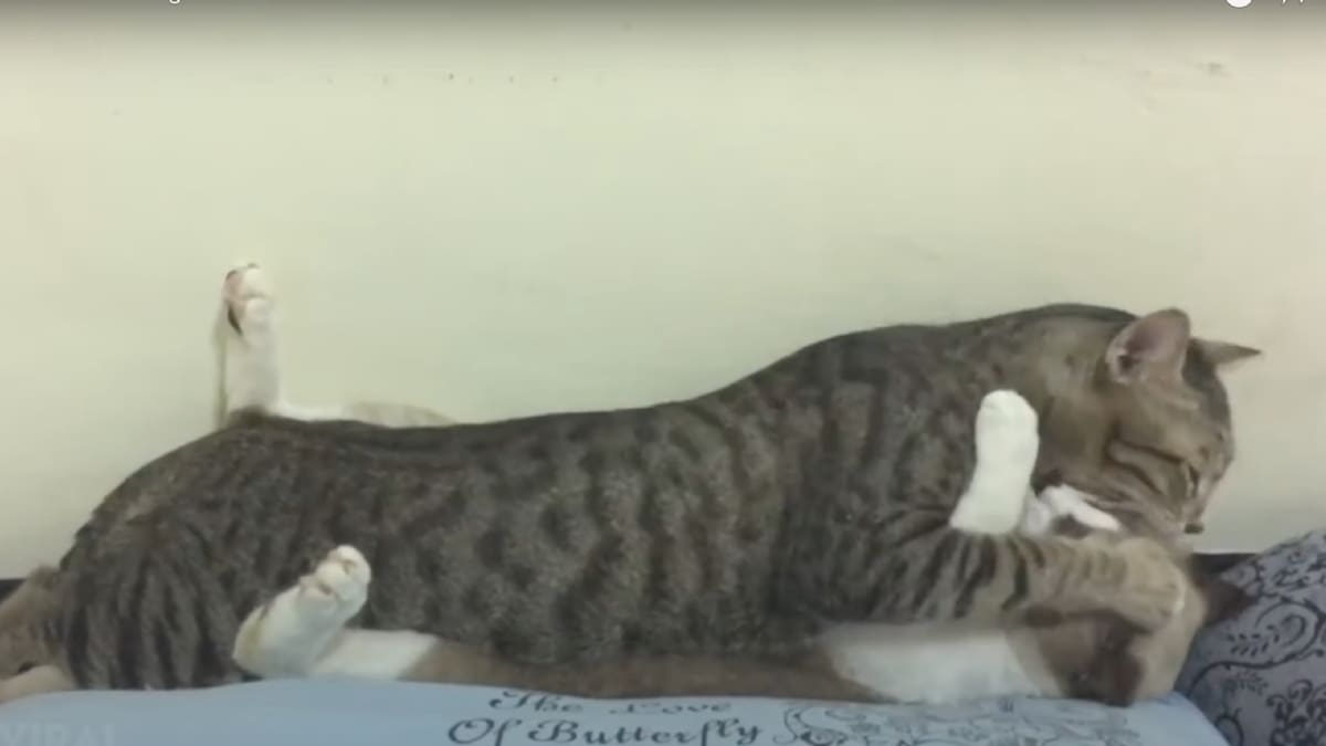 ¡Es sábado y los gatos lo saben!: se hizo tendencia un video en el que dos mininos se besan, lamen y abrazan en una cama
