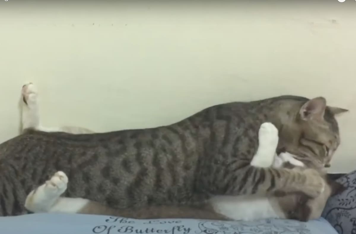 ¡Es sábado y los gatos lo saben!: se hizo tendencia un video en el que dos mininos se besan, lamen y abrazan en una cama