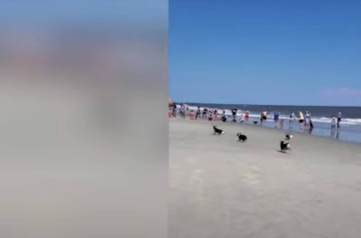 Video: Organizan carrera de perros y termina en un verdadero desastre