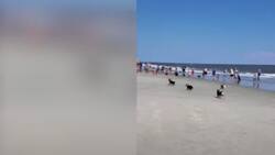Video: Organizan carrera de perros y termina en un verdadero desastre