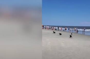Video: Organizan carrera de perros y termina en un verdadero desastre