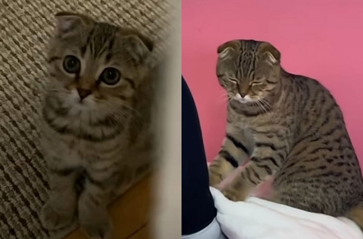 Gatito se hace viral por masajear los pies de las clientas de su dueña| VIDEO