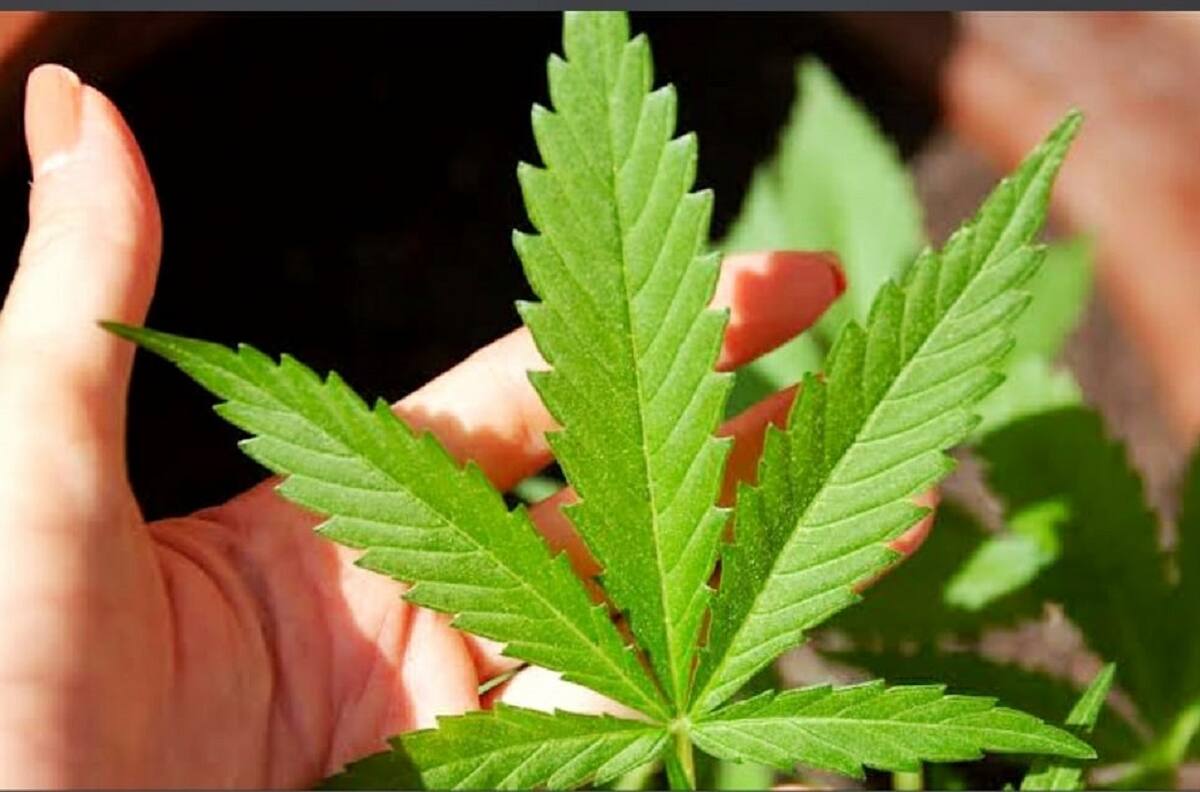 Marihuana legalizada para uso recreativo en New York