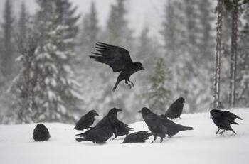 ¿Los cuervos sufren la pérdida de sus seres queridos?