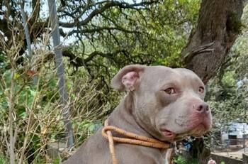 Pitbull mató a un niño de tres años en Querétaro