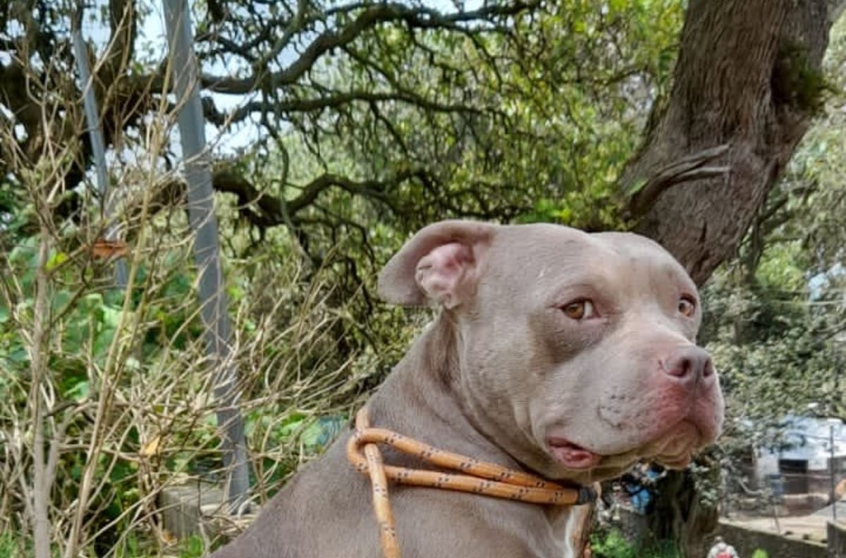 Pitbull mató a un niño de tres años en Querétaro