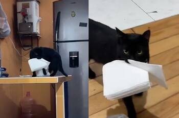 ‘El gatito más obediente del mundo’: michi se hace viral por llevarle servilletas a su humana