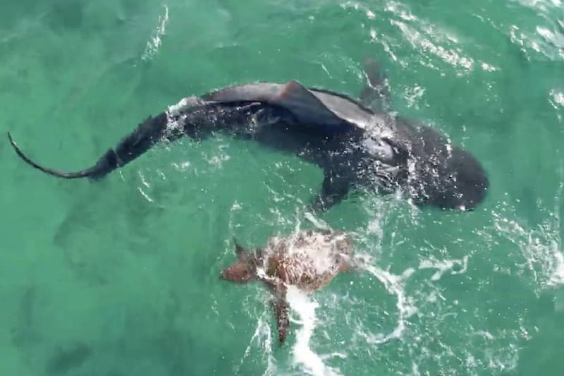 El tiburón se acercó a un bote para que la tortuga fuera auxiliada