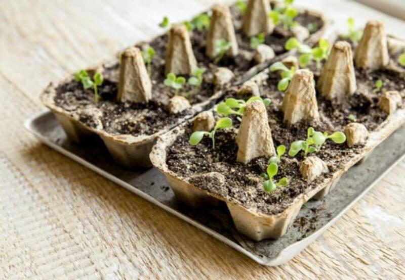 Las cajas de huevos son tremendamente útiles y pueden ayudar a estimular la creatividad | Fotos: Pinterest