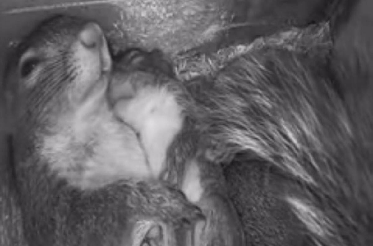 VIDEO: Captan a mamá ardilla abrazando a sus bebés