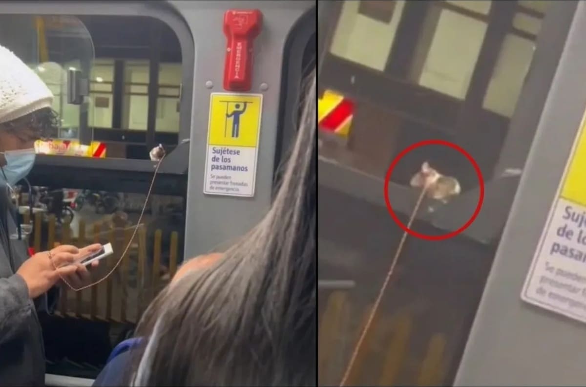 VIDEO | Joven pasea a ratoncito con una correa y se hace viral