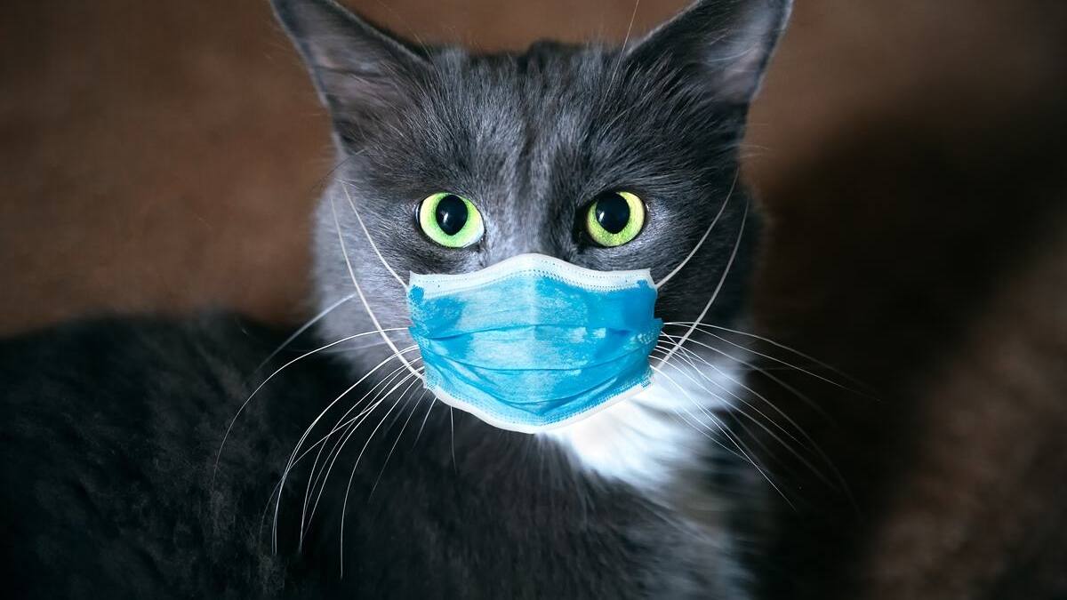 Corea de Sur detecta a un gato doméstico con COVID-19: inicia test de mascotas