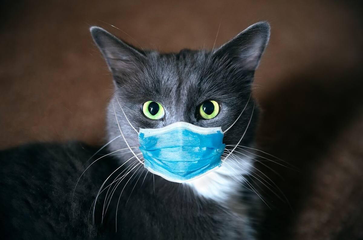 Corea de Sur detecta a un gato doméstico con COVID-19: inicia test de mascotas