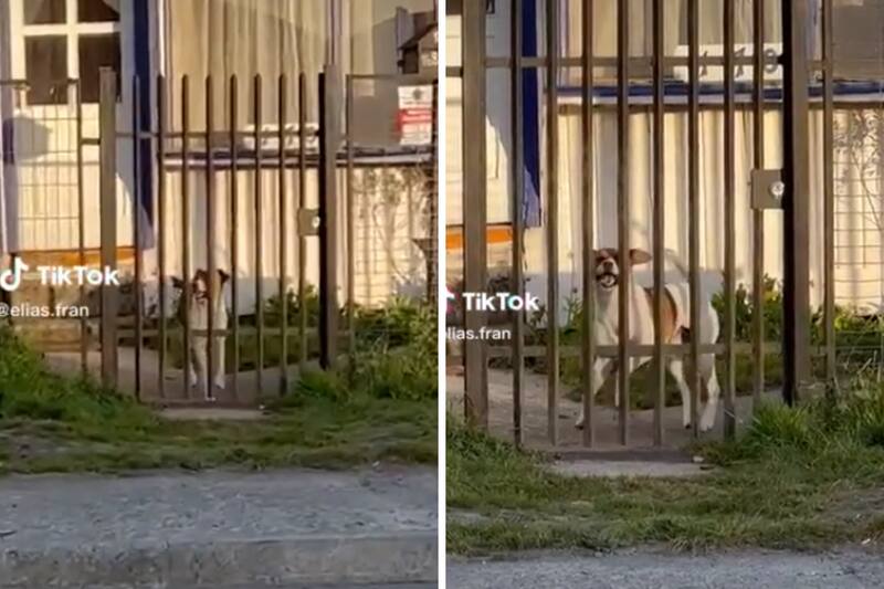 Perrito hace el famoso paso del caballito y se hace viral.