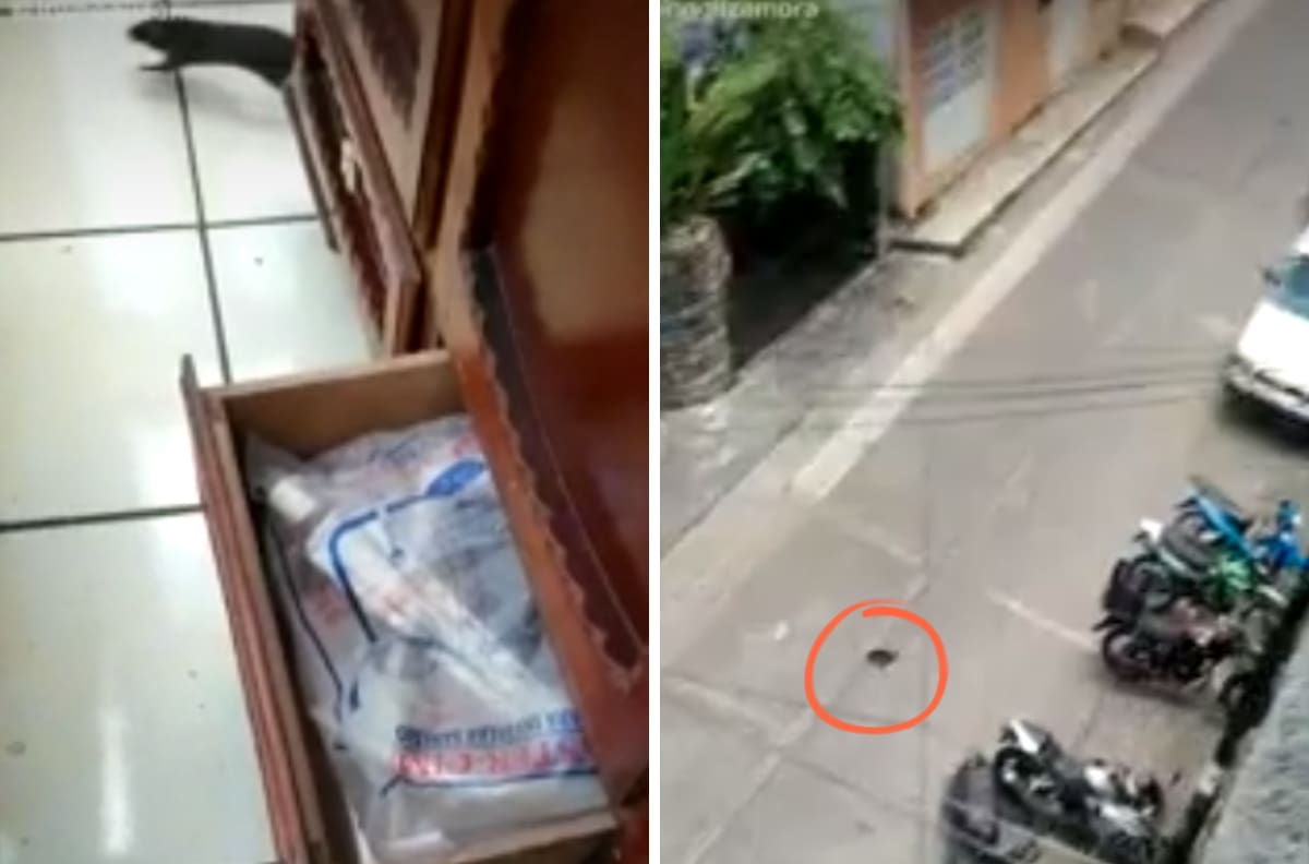VIDEO| Rata sale volando de una casa y se vuelve viral