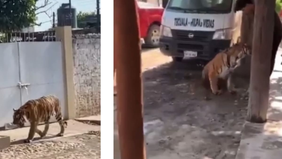 VIDEO | Captan a tigre de bengala caminar por calles de Tecuala, Nayarit