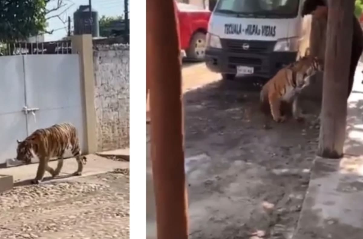 VIDEO | Captan a tigre de bengala caminar por calles de Tecuala, Nayarit