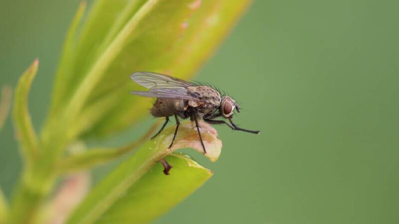 Estas plantas mantendrán tu hogar libre de estos insectos. (Foto: Freepik)