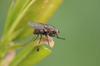 Aleja a las molestas moscas de tu hogar con estas plantas