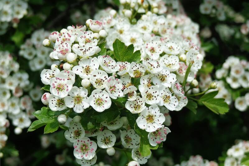 Tiene propiedades que ayudan al corazón.