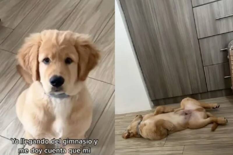 Video se hizo viral en Tiktok de la reacción de un perrito al tomarse las pastillas para dormir de su dueño