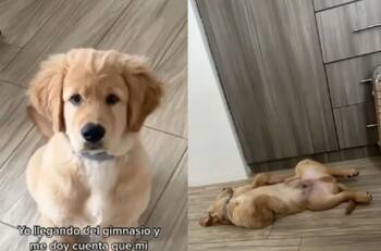 Perro toma pastillas para dormir y se hace viral | VIDEO