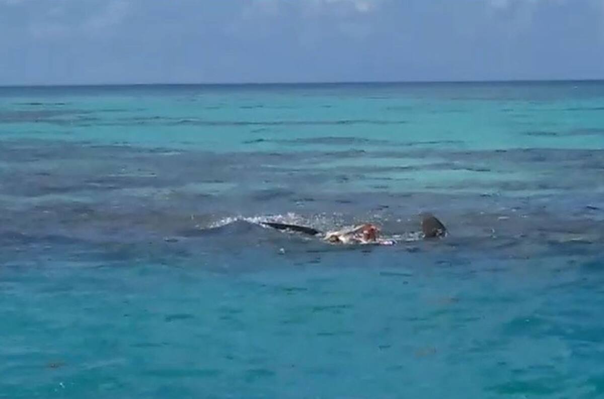 Video: Tiburón impide rescate de cadáver y lo devora