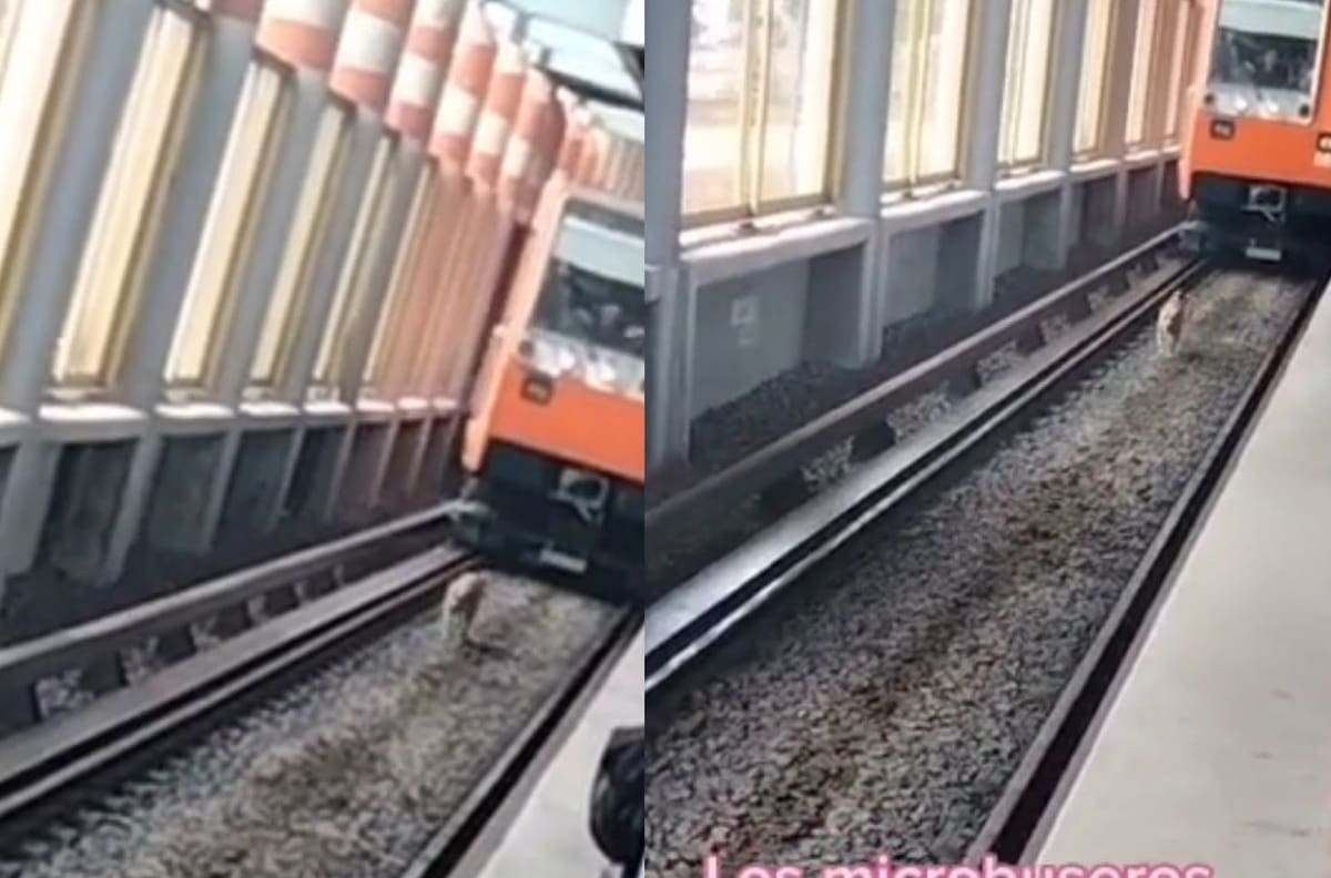 VIDEO | Perrito caminando por las vías del metro se hace viral