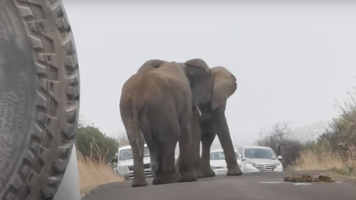 Video: Elefantes se pelean en medio de una autopista arrasando con todo a su paso en Sudáfrica