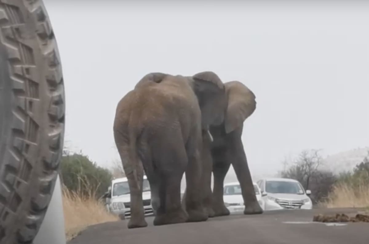 Video: Elefantes se pelean en medio de una autopista arrasando con todo a su paso en Sudáfrica
