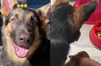 VIDEO| Perrito 'bendice' los alimentos antes de comer junto a su abuelita y se vuelve viral