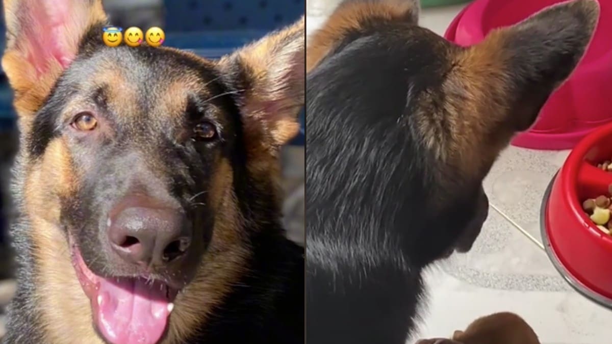 VIDEO| Perrito 'bendice' los alimentos antes de comer junto a su abuelita y se vuelve viral