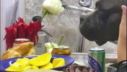 Perrito se vuelve viral: "No estuvo tranquilo, hasta que se despidió de su amigo".