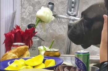 Perrito se vuelve viral: "No estuvo tranquilo, hasta que se despidió de su amigo".