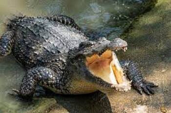 VIDEO: Caimán arrastra al agua a su entrenadora y la muerde