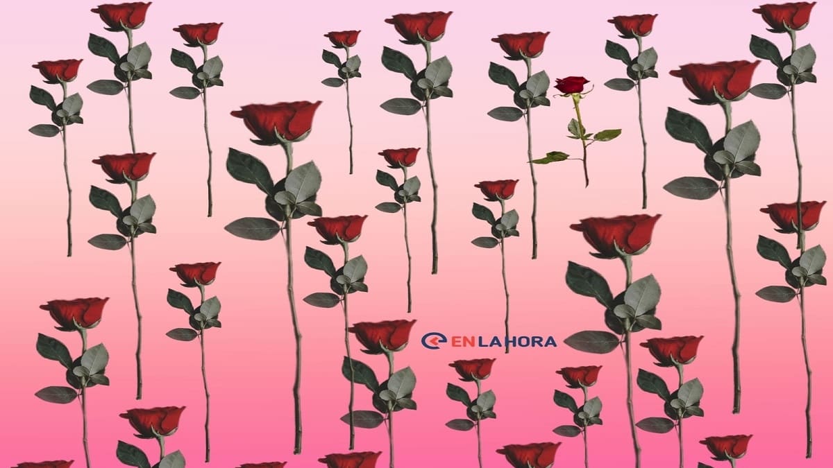 Acertijo visual: Descubre en dónde está la rosa diferente