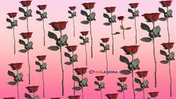 Acertijo visual: Descubre en dónde está la rosa diferente