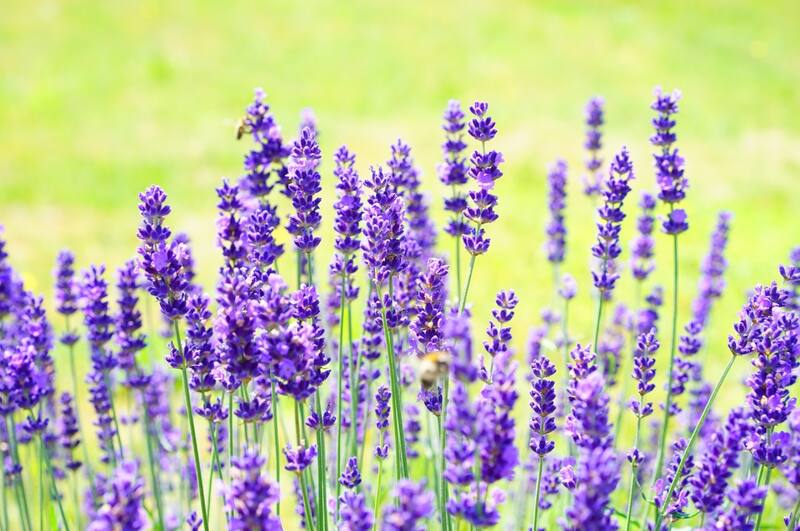 El olor de la lavanda mantiene alejadas a las arañas.